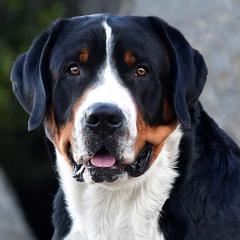 Greater Swiss Mountain Dogs from RODEO