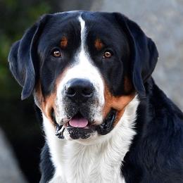 Greater Swiss Mountain Dogs from RODEO