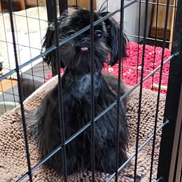 Ebony - Shih Tzu