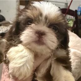 Puff the Magic ShihTzu - Tricolor female Shih Tzu puppy in Corpus Christi, Texas from Pam Crump Shih Tzu