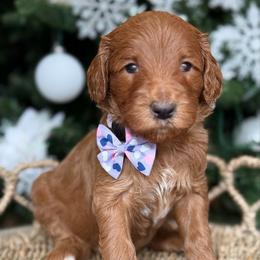 Yasmin -Lavendar collar female - Red  female Goldendoodle puppy in Yuciapa, California from AlltheDoodlez_