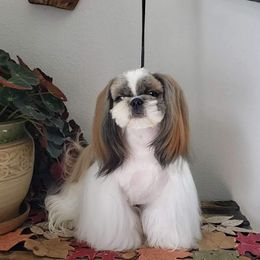 Shih Tzu Puppies from Jazzie Shih Tzu