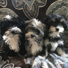 Havanese Puppies from Selah Havanese