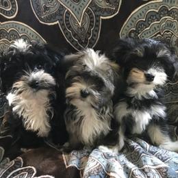 Havanese Puppies from Selah Havanese