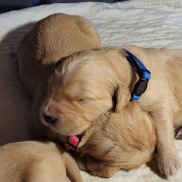 Golden Retrievers and Pugs from Paradise Peaks
