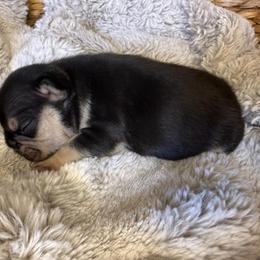 Baby Dracula with OFA parents - Black and tan male French Bulldog puppy in Billings, Montana from Yellowstone Frenchies