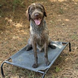 Colt - Wirehaired Pointing Griffon