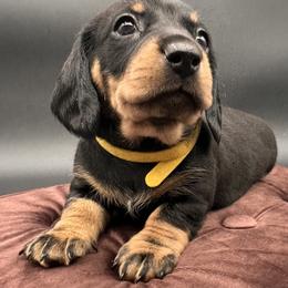 Lil - Black and tan female Dachshund puppy in Ben Wheeler, Texas from P&P Dachshunds