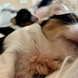 Biewer Terrier Puppies from Bouquet Biewers