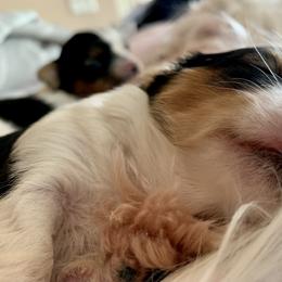 Biewer Terrier Puppies from Bouquet Biewers