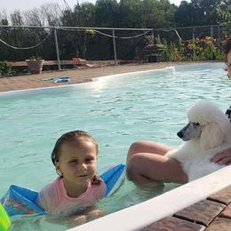 Poodle Puppies from D and D Standard Poodles