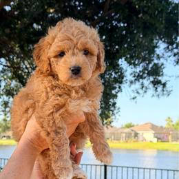 Happy - Red  female Goldendoodle puppy in Bradenton, Florida from Christianna’s Mini Goldendoodles