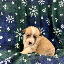Tucker - Red male Pembroke Welsh Corgi puppy in Urbana, Ohio from Edgewood Farm and Kennel