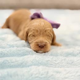 Purple - Caramel female Australian Labradoodle puppy in Calhoun, Louisiana from Arrowhead Australian Labradoodles