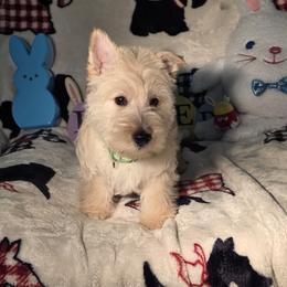Green Collared - Female - Wheaten female Scottish Terrier puppy in Peoria, Arizona from Duran's Scotties