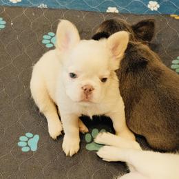 French Bulldog Puppies from Tellez House of Frenchies