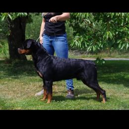 Goose - Rottweiler