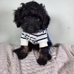 Shadow - Sable male Aussiedoodle puppy in Haleyville, Alabama from The Cuddly Dood Ranch