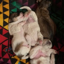 Shichons from Kanes Shichon Teddies