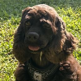 Maura - Cocker Spaniel