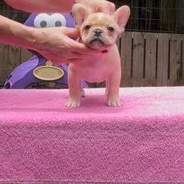 Brave - Fawn male French Bulldog puppy in Kirbyville, Texas from Empire Bulldogs & French Bulldogs