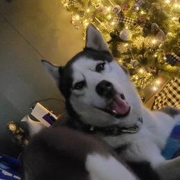 Midnight - Siberian Husky