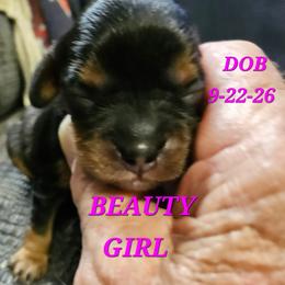 AKC BEAUTY - Black and tan female Cavalier King Charles Spaniel puppy in Joplin, Missouri, Missouri from HOL-A-DA CAVALIERS