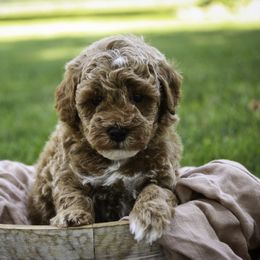 Jagger - Apricot male Poodle puppy in Etna Green, Indiana from Perfect Match Poodles