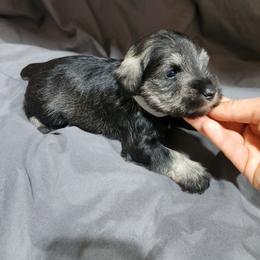 Gray Male - Salt and pepper male Miniature Schnauzer puppy in Lehi, Utah from KK Schnauzers