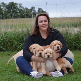Labrador Retriever Puppies from Skyline Hill Labradors