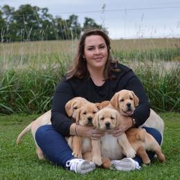 Labrador Retriever Puppies from Skyline Hill Labradors