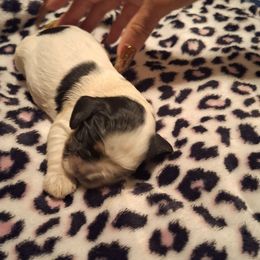 Girl 2 - Blue roan and tan female Cocker Spaniel puppy in Sparta, Georgia from Mekas Cocker Spaniel