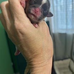 Chocolate and white girl - Liver and white female Shih Tzu puppy in Dallas, Texas from Almost Heaven Shih Tzu