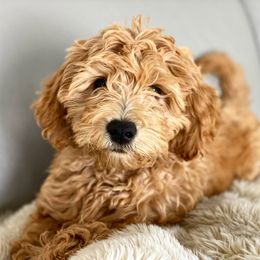 Goldendoodle Puppies from Mumzee Doodles