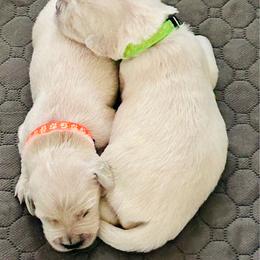 Male Pick 4 - Light golden male Golden Retriever puppy in Litchfield Park, Arizona from Phoenix Golden Retriever & Biewer Terriers