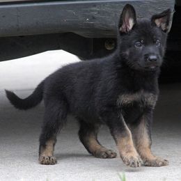 German Shepherd Puppies from Vom Anfang German Shepherds
