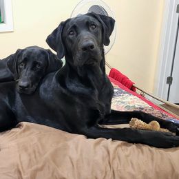 Labrador Retriever All Grown Up from Hallelujah Retrievers