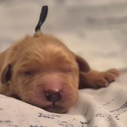 Black - Dark golden male Golden Retriever puppy in Taft, Tennessee from McGraw's Fetching Pups