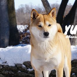 YUNA - Shiba Inu