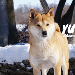 YUNA - Shiba Inu