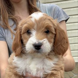Hazel - Red  female Goldendoodle puppy in Morriston, Florida from Florida's Joyful Goldendoodles