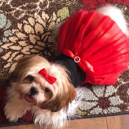 Sofia - Shih Tzu