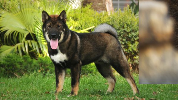 Find Shikoku puppies for sale