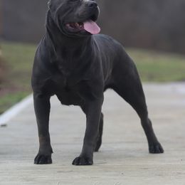Heathen - Cane Corso