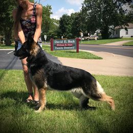 Ruthless - German Shepherd