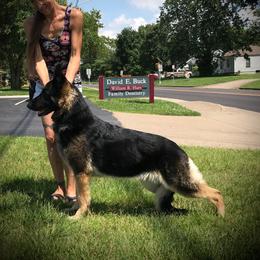 Ruthless - German Shepherd