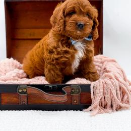 Randy - Red male Cavapoo puppy in North Carolina from NC Doodle Puppies