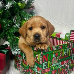 Butterball - Yellow female Labrador Retriever puppy in Mount Airy, North Carolina from RiverSide Retrievers
