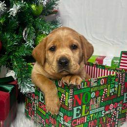Butterball - Yellow female Labrador Retriever puppy in Mount Airy, North Carolina from RiverSide Retrievers