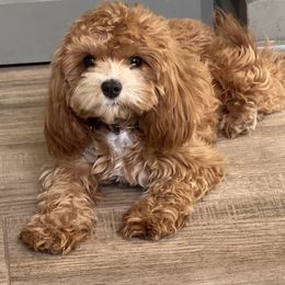 Coco - Cavapoo